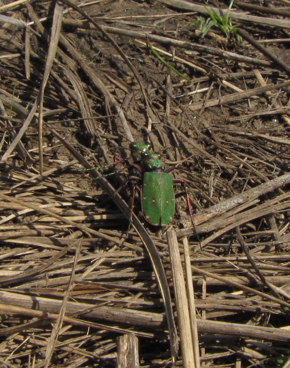 Cicindela (Cicindela) campestris Linnaeus, 1758