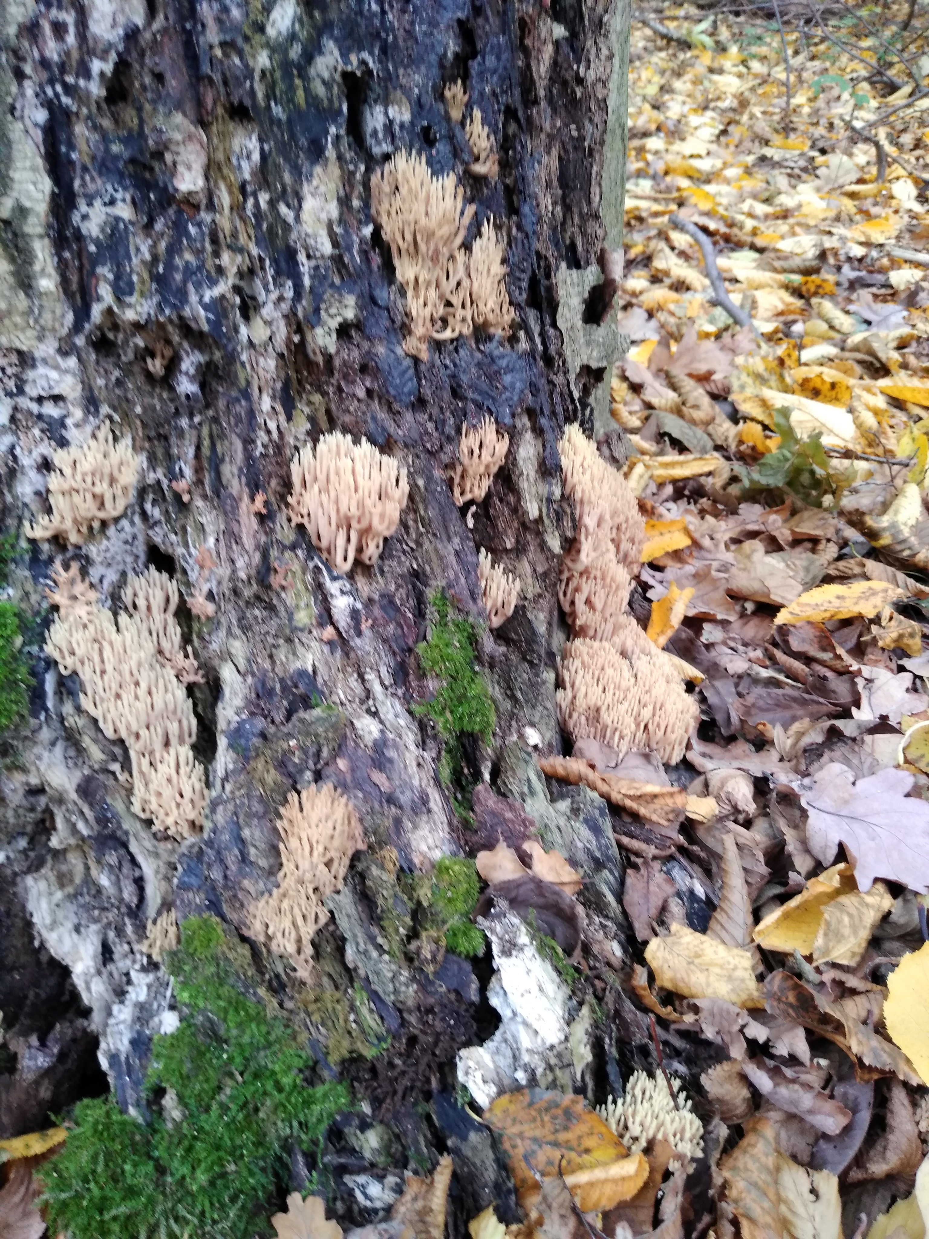 Artomyces pyxidatus (Pers.) Jülich