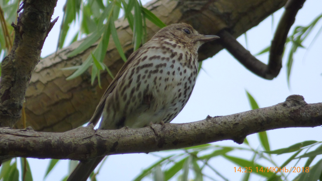 Turdus philomelos C.L.Brehm, 1831