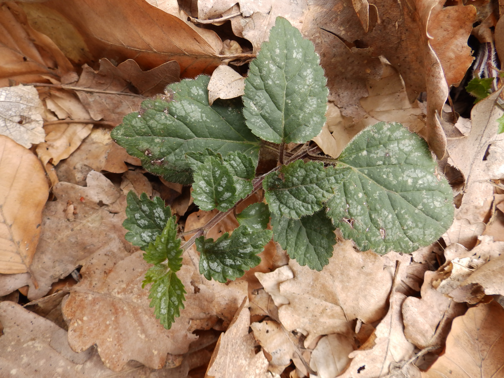 Lamium galeobdolon (L.) L.