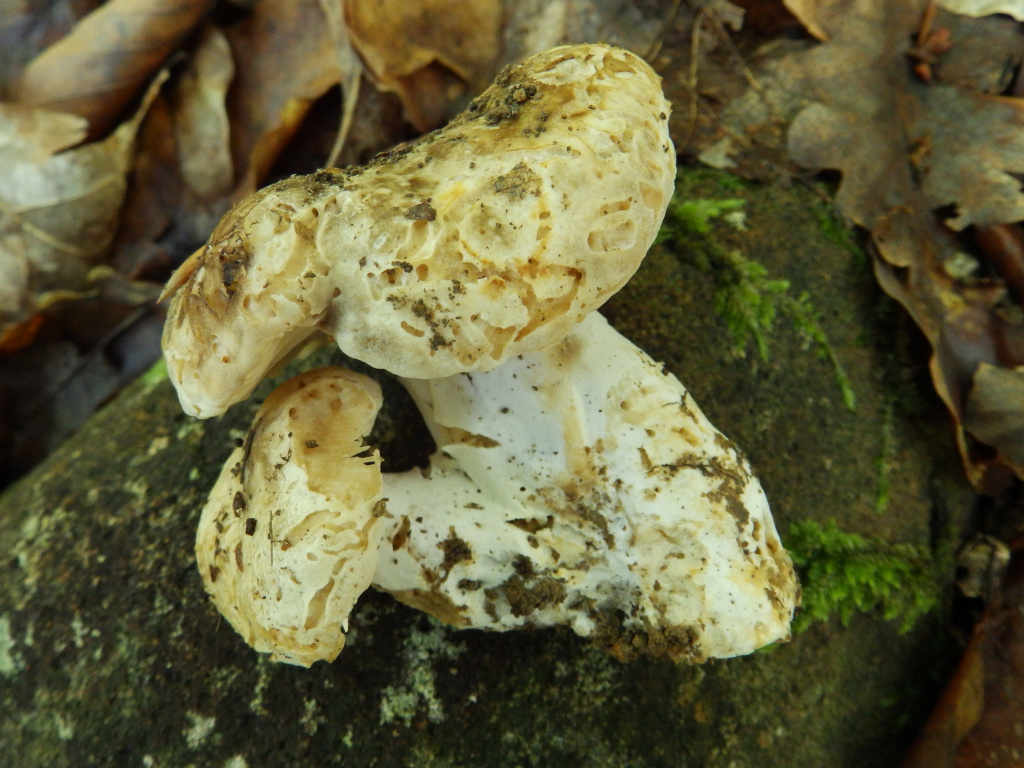 Basidiomycota