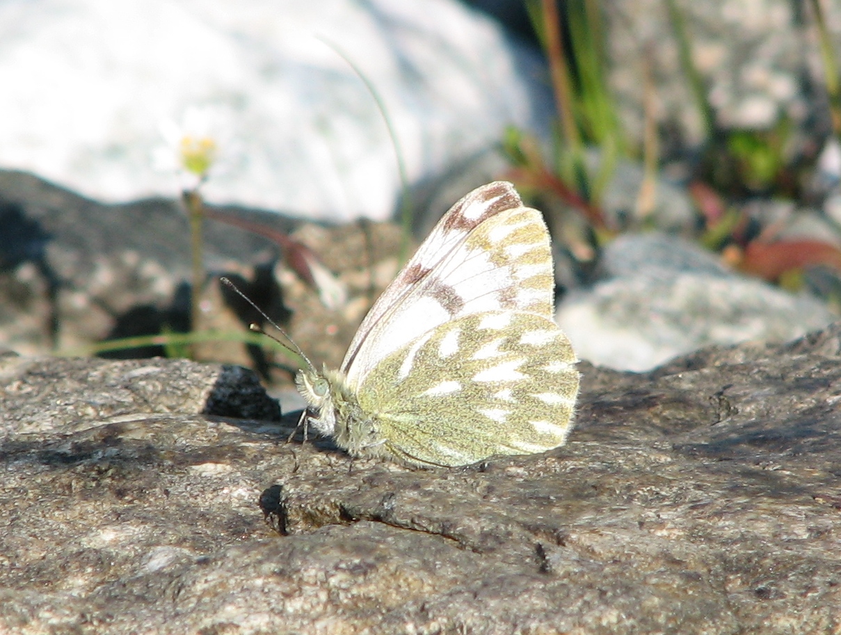 Pontia callidice (Hübner, 1800)
