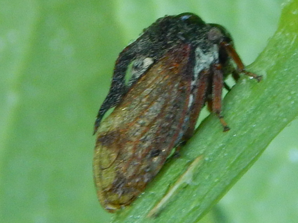 Centrotus cornutus (Linnaeus, 1758)