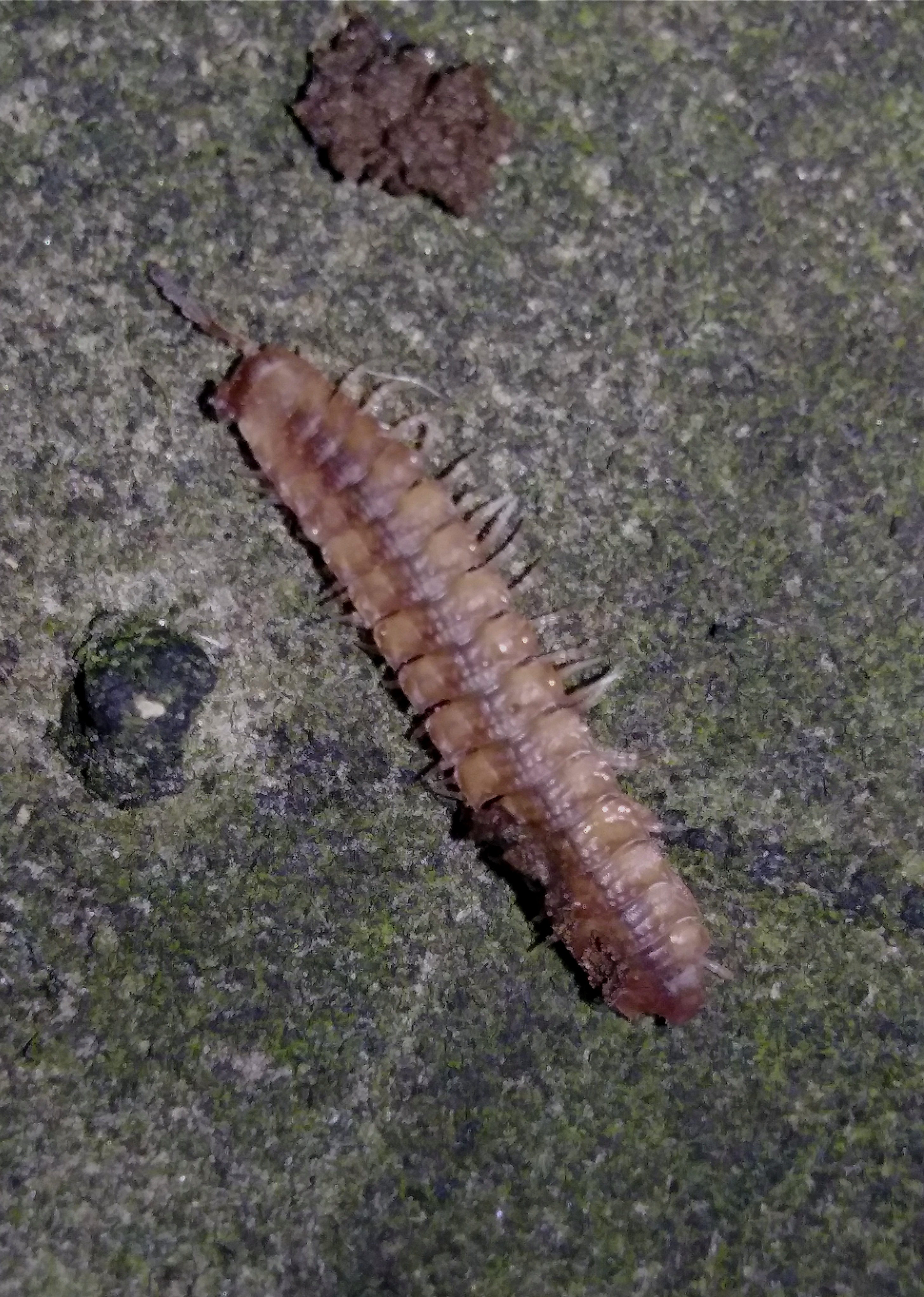 Diplopoda