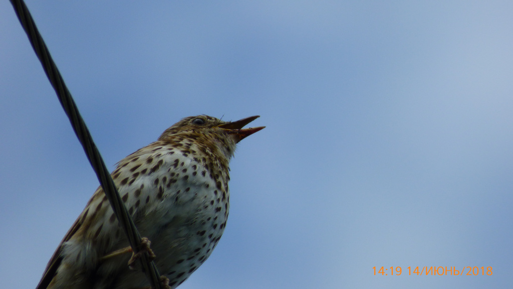 Turdus philomelos C.L.Brehm, 1831