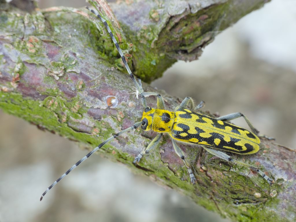 Saperda (Lopezcolonia) scalaris (Linnaeus, 1758)