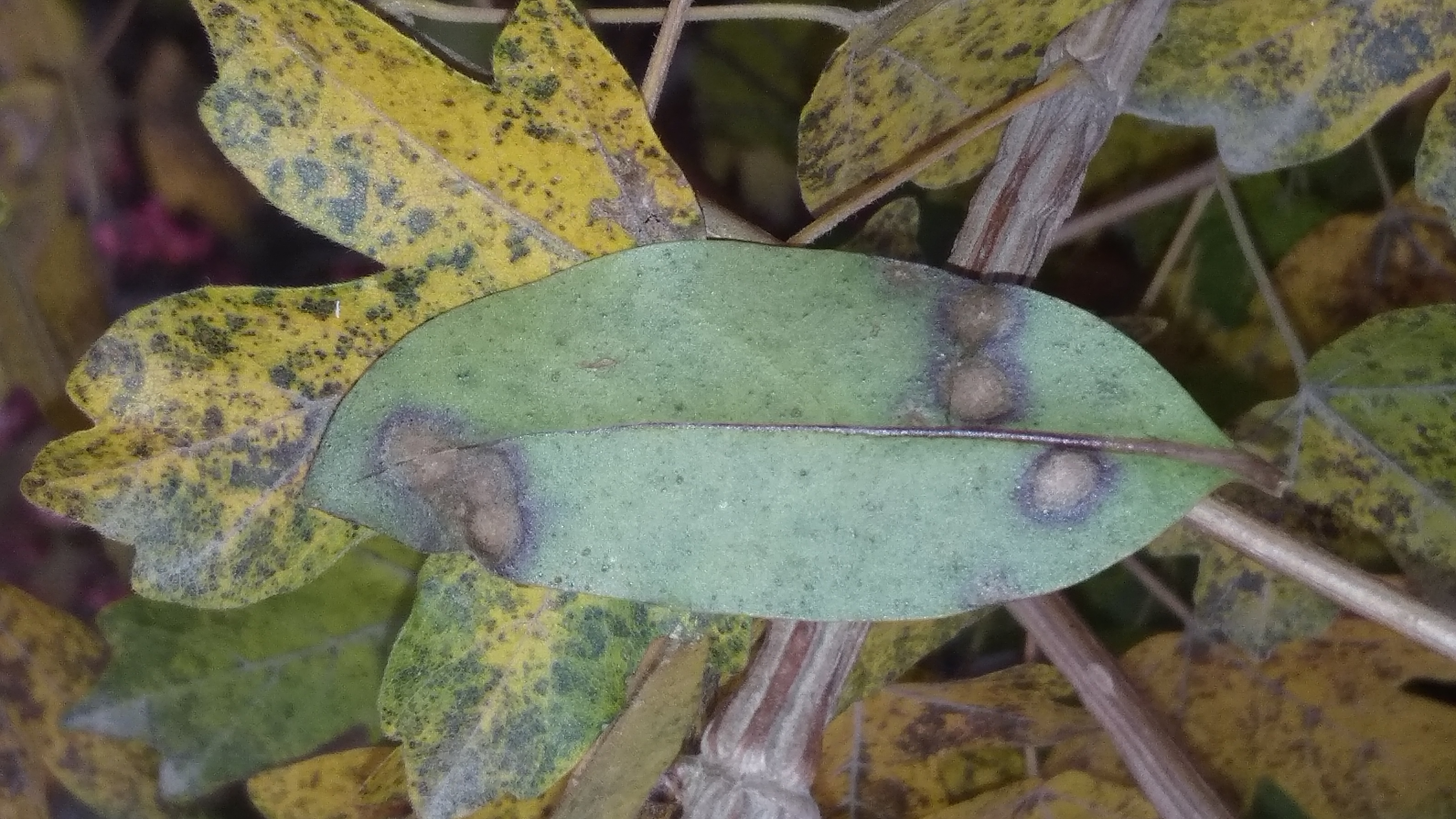 Cercospora ligustrina (Boerema) B.Sutton