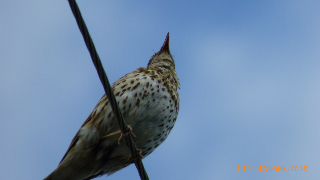 Turdus philomelos C.L.Brehm, 1831
