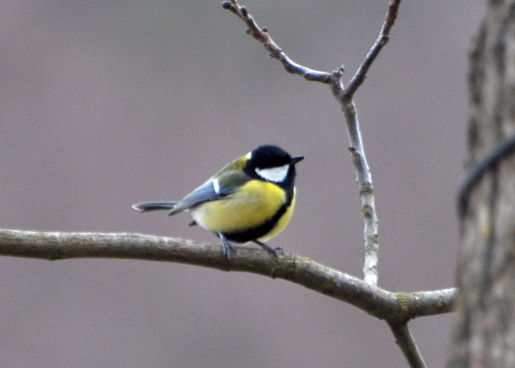 Parus major Linnaeus, 1758
