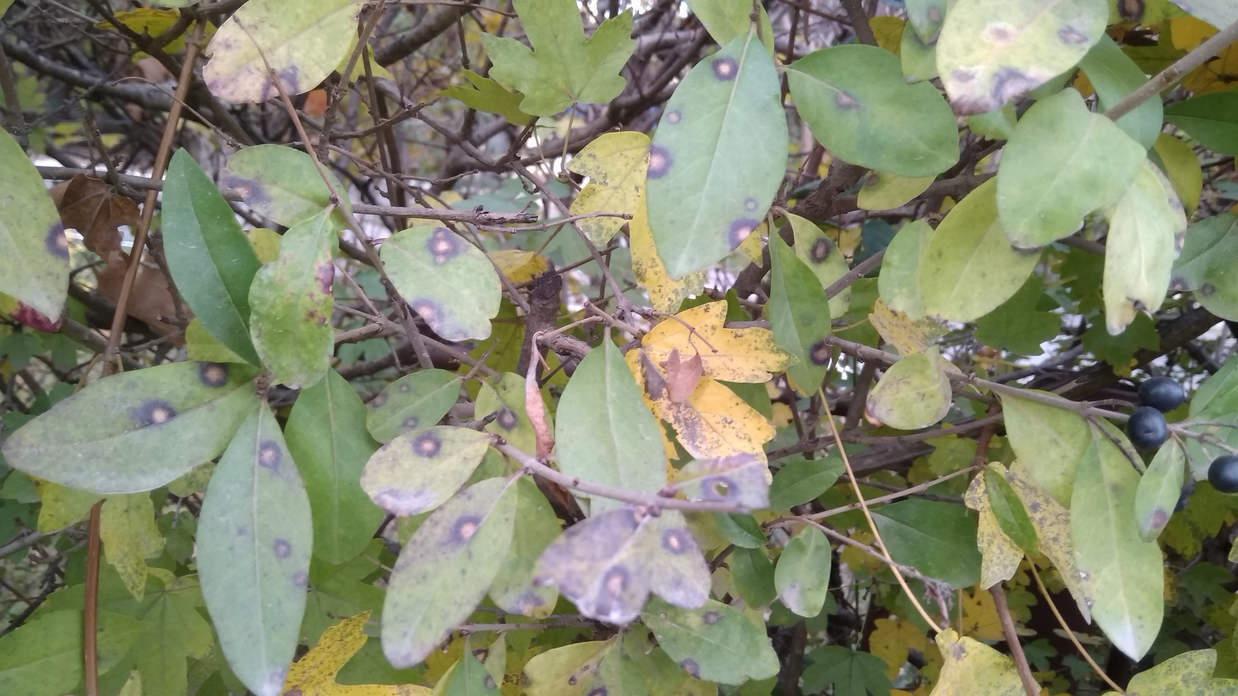 Cercospora ligustrina (Boerema) B.Sutton