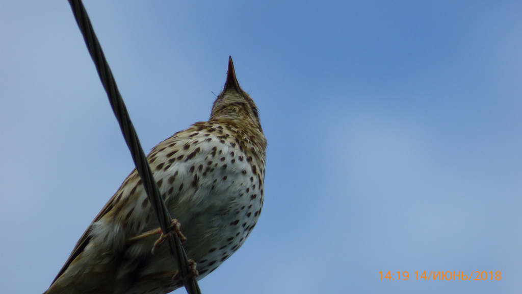 Turdus philomelos C.L.Brehm, 1831