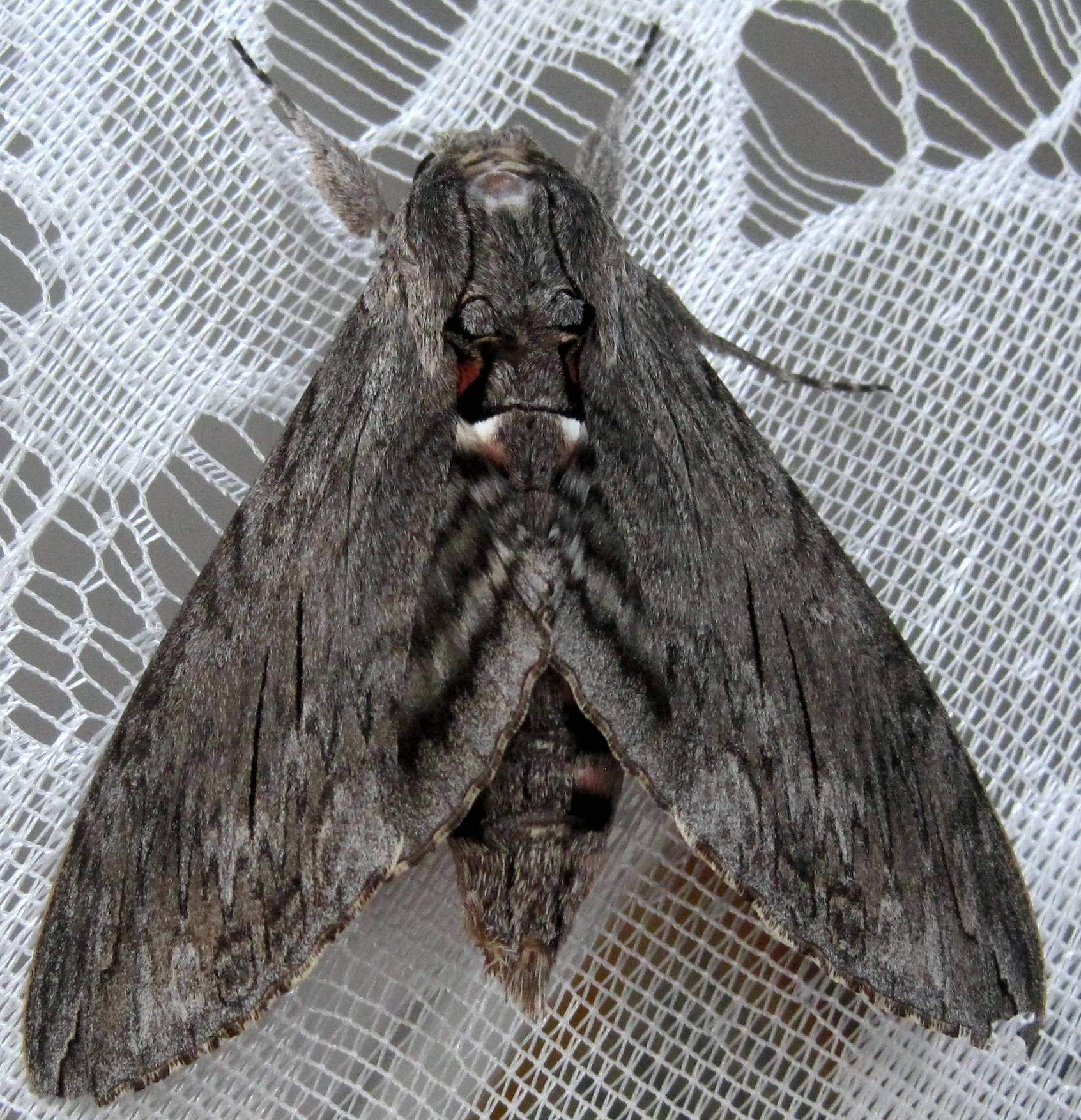Agrius convolvuli (Linnaeus, 1758)