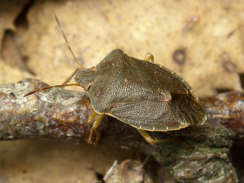 Palomena prasina (Linnaeus, 1761)