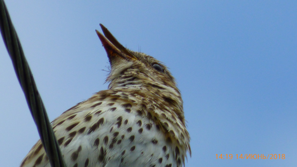 Turdus philomelos C.L.Brehm, 1831