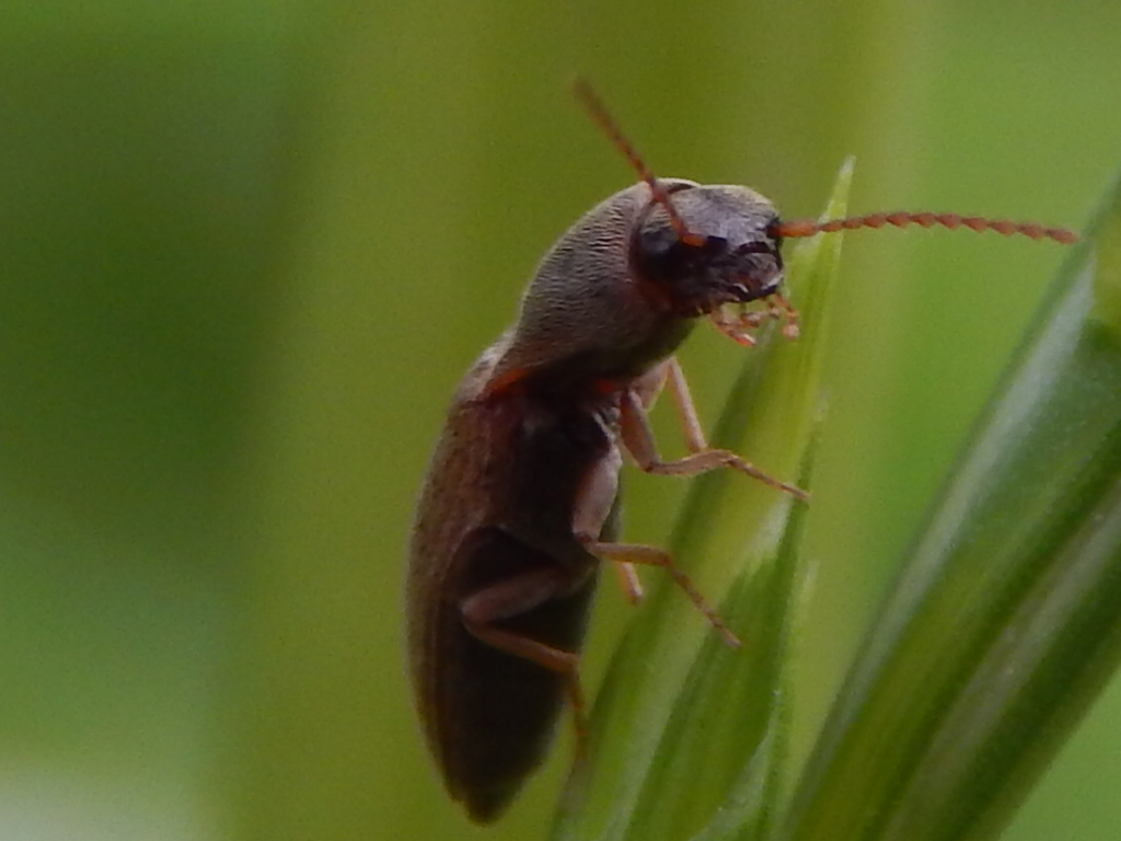 Elateridae