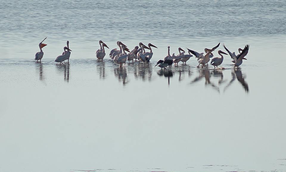 Pelecanus onocrotalus Linnaeus, 1758