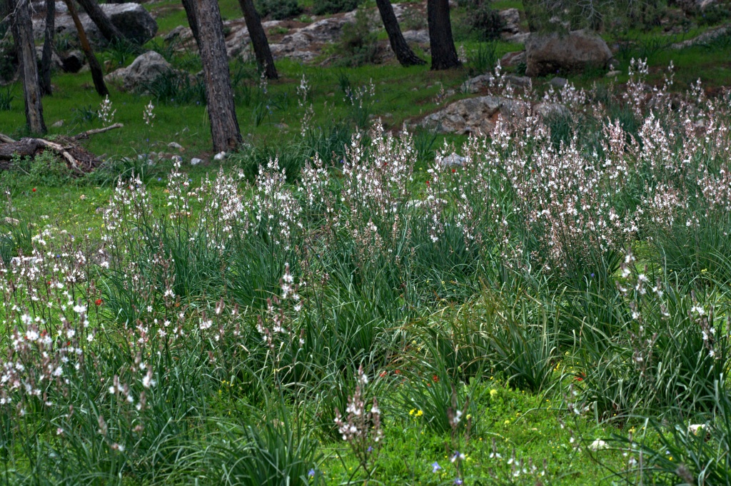 Asphodelus ramosus