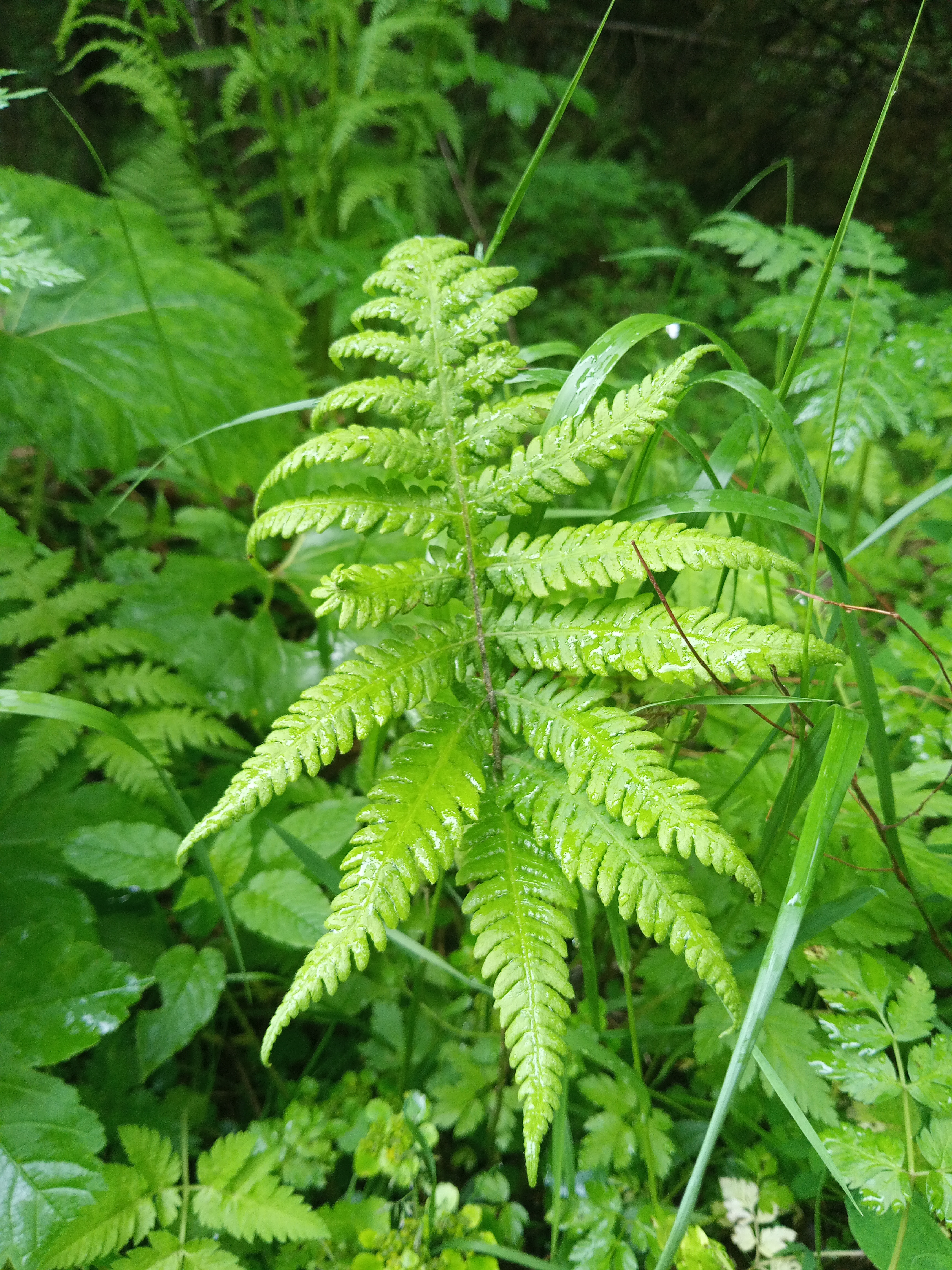 Phegopteris connectilis (Michx.) Watt