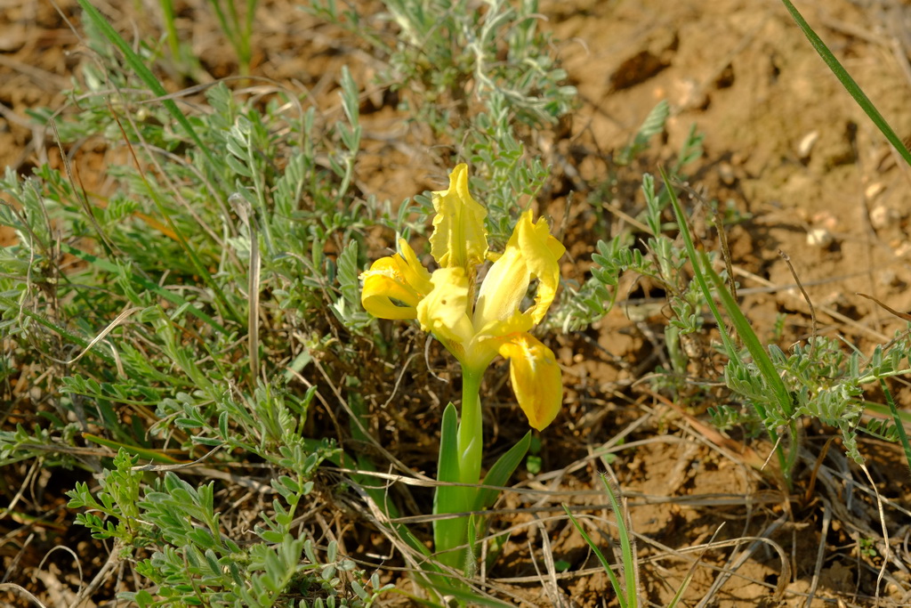 Iris pumila L.