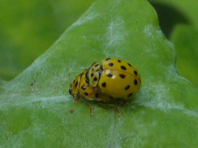 Psyllobora (Thea) vigintiduopunctata (Linnaeus, 1758)