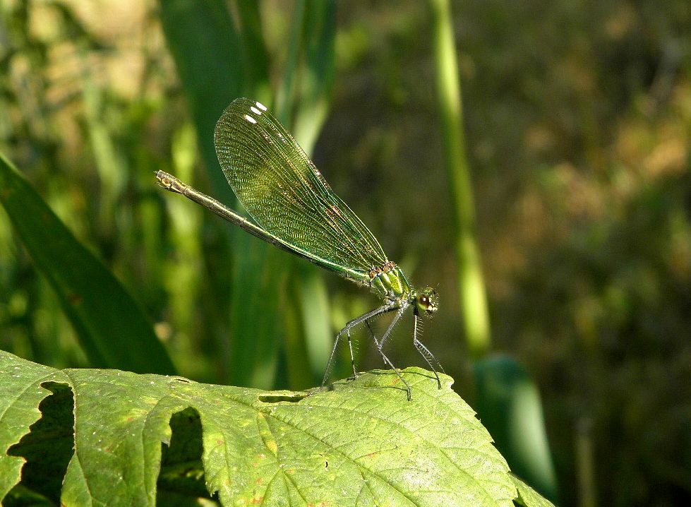 Calopteryx splendens (Harris, 1782)