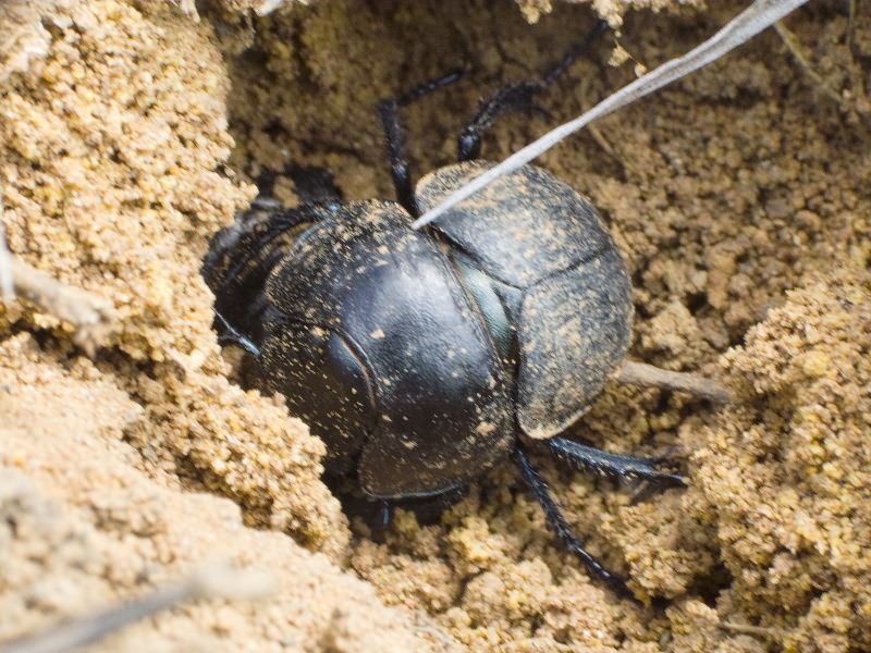 Lethrus (Lethrus) apterus (Laxmann, 1770)