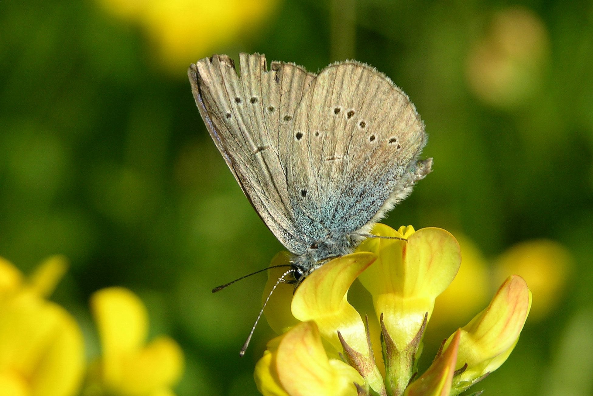 Cyaniris semiargus (Rottemburg, 1775)