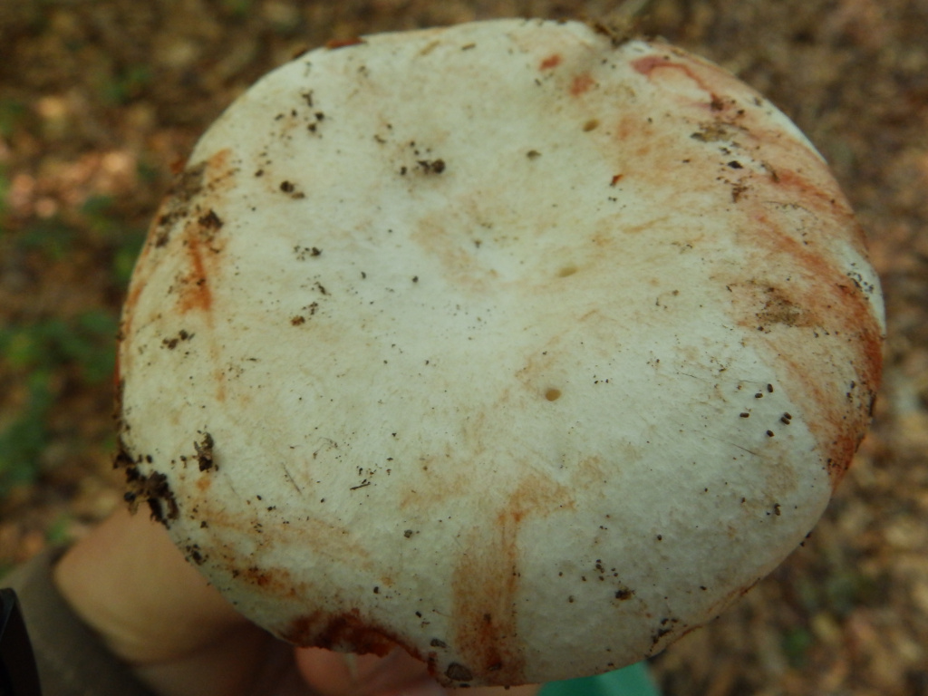 Basidiomycota