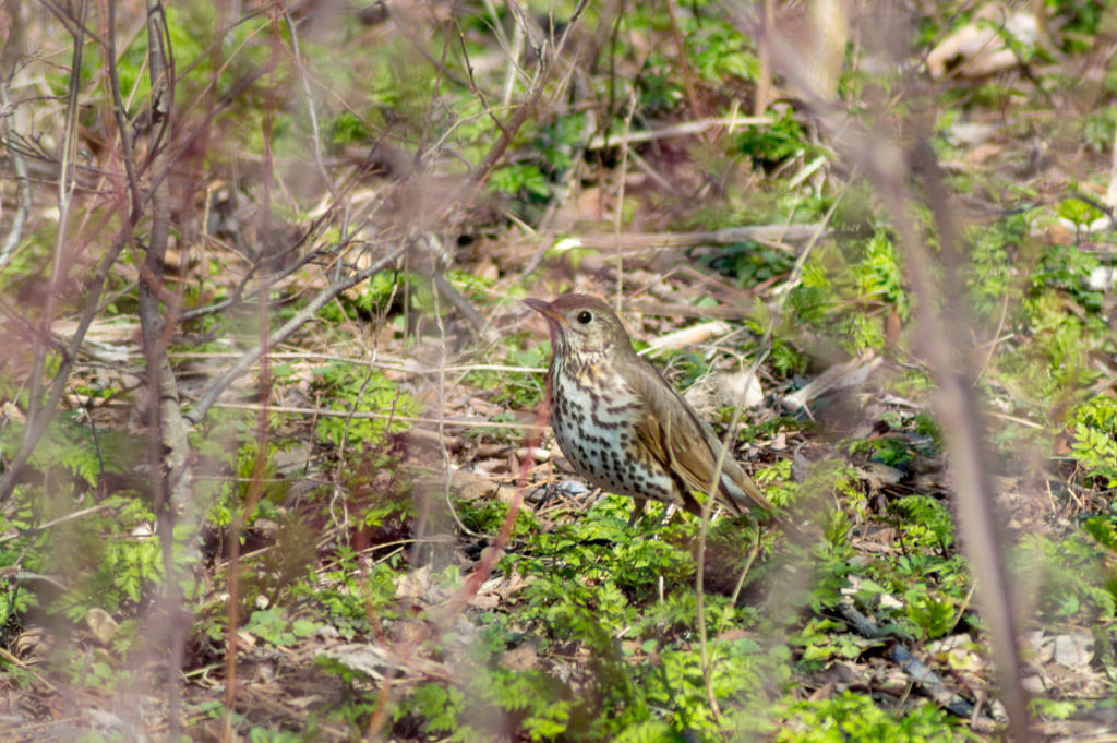 Turdus philomelos C.L.Brehm, 1831