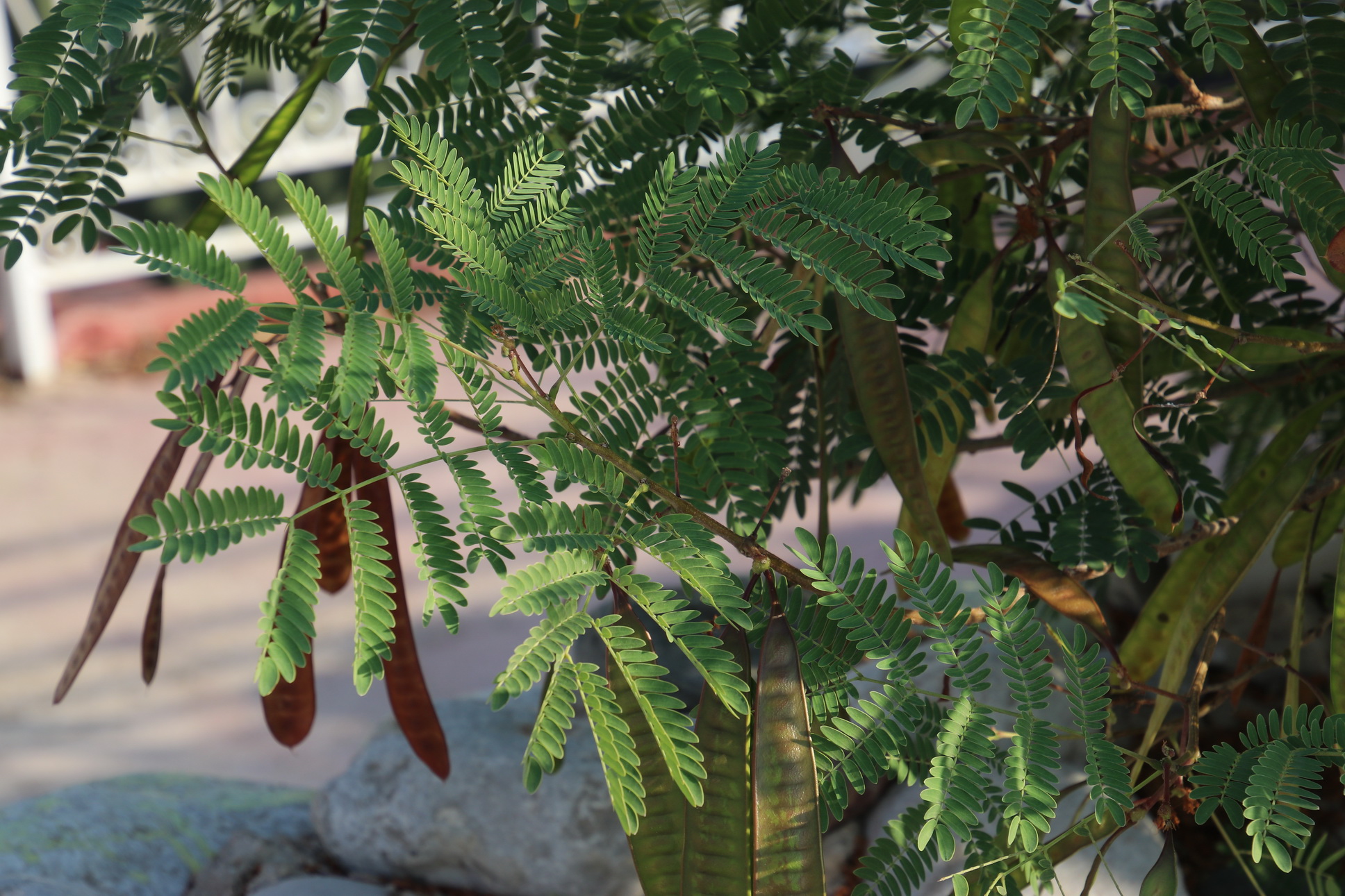 Leucaena leucocephala (Lam.) de Wit