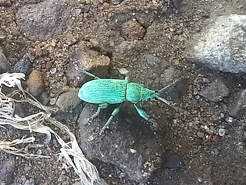 Phyllobius (Phyllobius) alpinus Stierlin, 1859