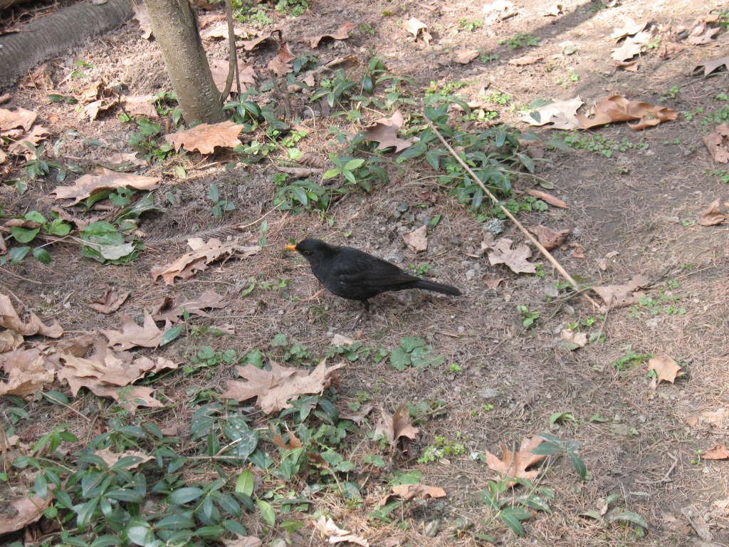 Turdus merula Linnaeus, 1758