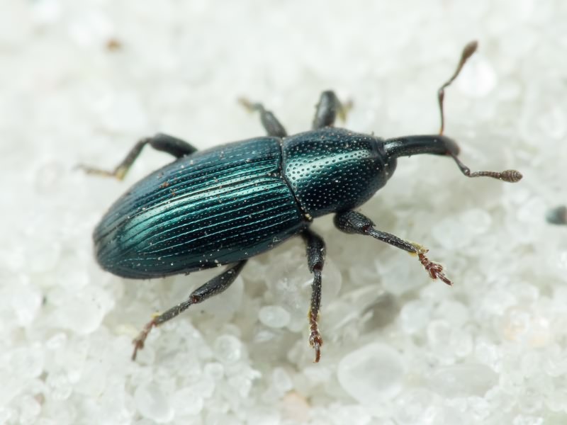 Aulacobaris lepidii Germar, 1824