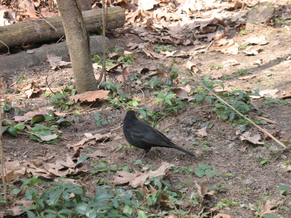 Turdus merula Linnaeus, 1758