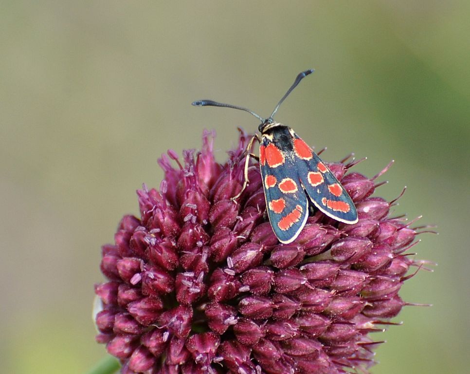 Zygaena carniolica (Scopoli, 1763)