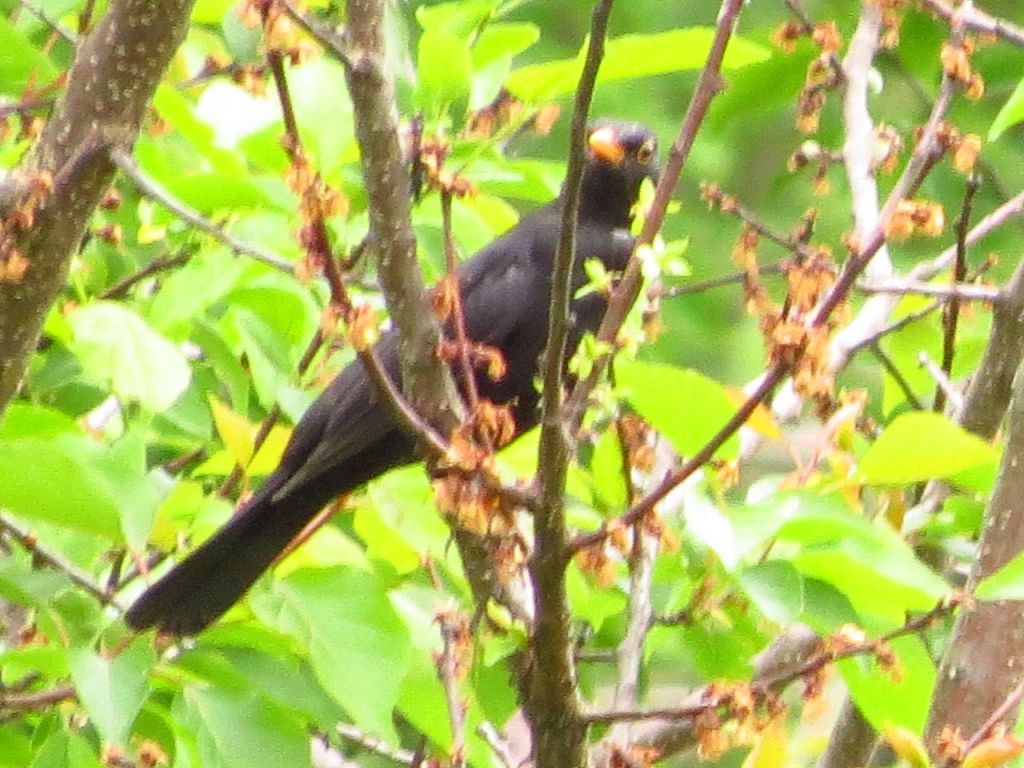 Turdus merula Linnaeus, 1758