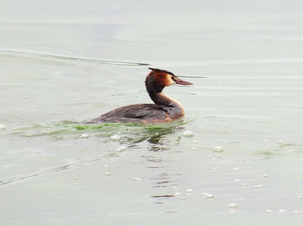Podiceps cristatus (Linnaeus, 1758)