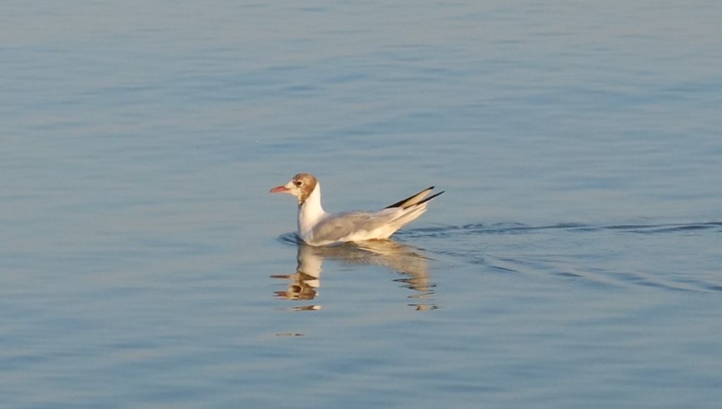 Chroicocephalus ridibundus (Linnaeus, 1766)