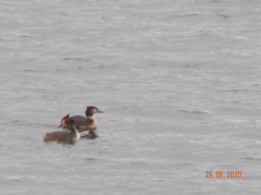 Podiceps cristatus (Linnaeus, 1758)