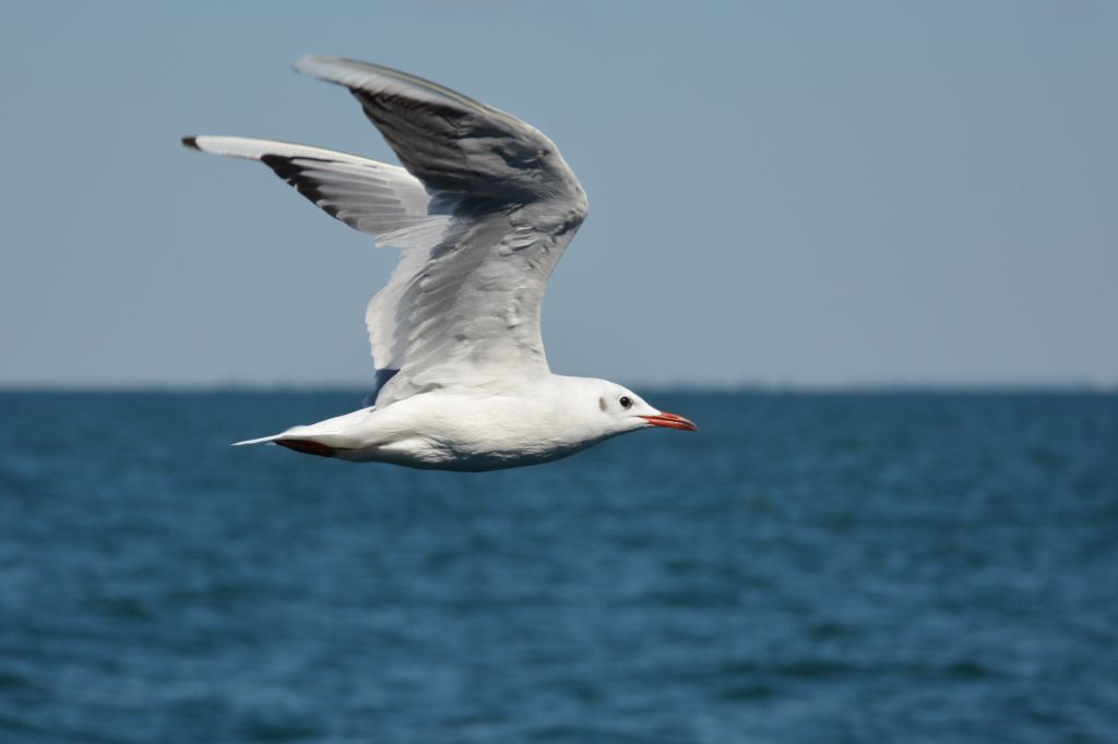 Chroicocephalus ridibundus (Linnaeus, 1766)