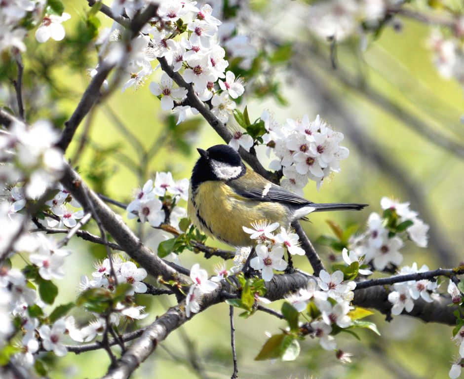 Parus major Linnaeus, 1758