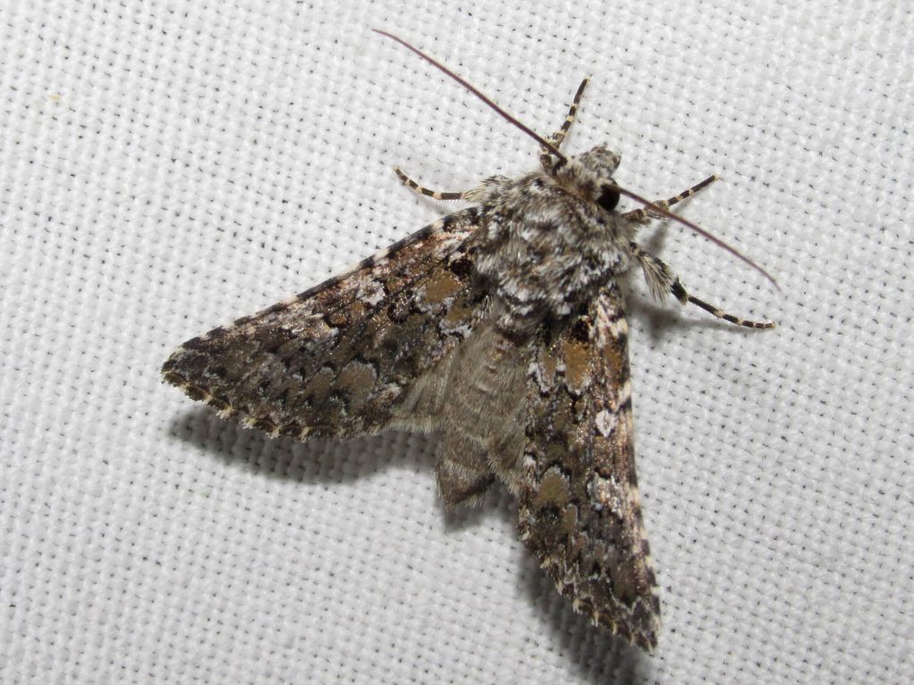 Hadena (Hadena) magnolii (Boisduval, 1829)