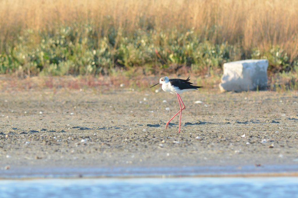 Himantopus himantopus (Linnaeus, 1758)