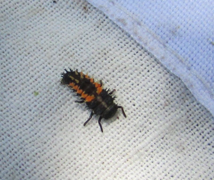 Harmonia axyridis (Pallas, 1773)