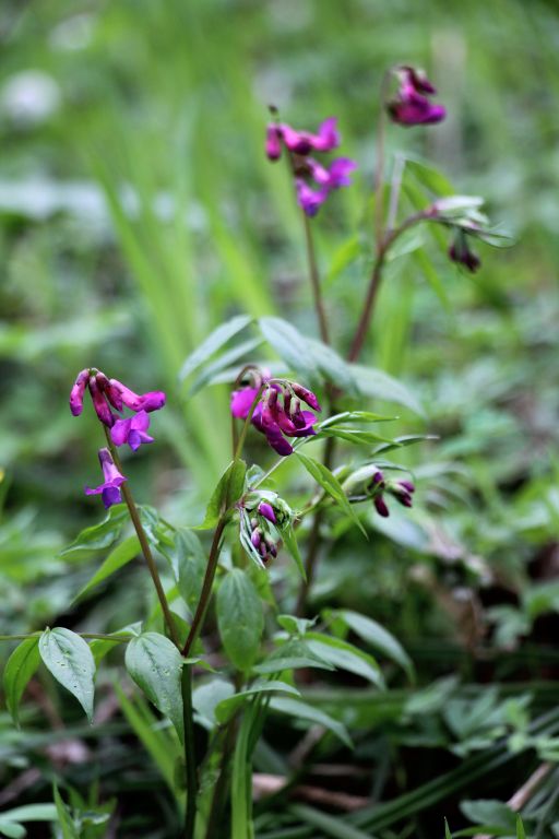 Lathyrus vernus (L.) Bernh.