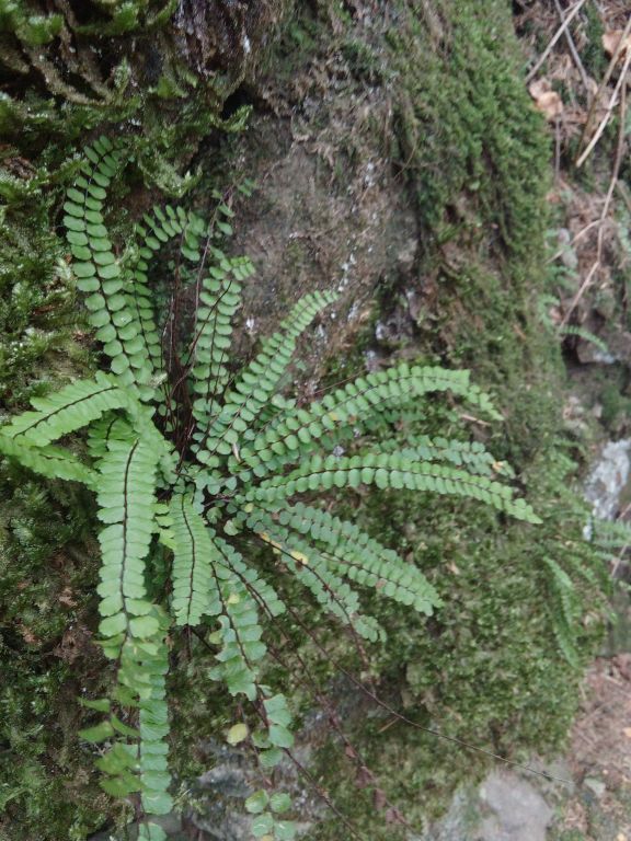 Asplenium trichomanes L.