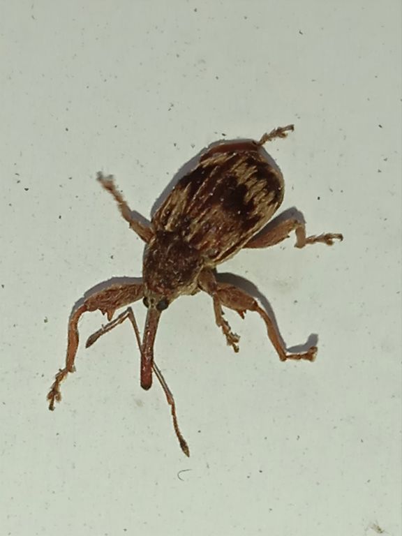 Anthonomus (Furcipus) rectirostris (Linnaeus, 1758)