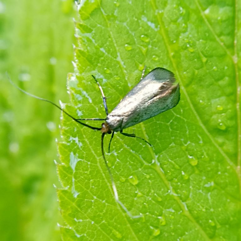 Adela reaumurella (Linnaeus, 1758)