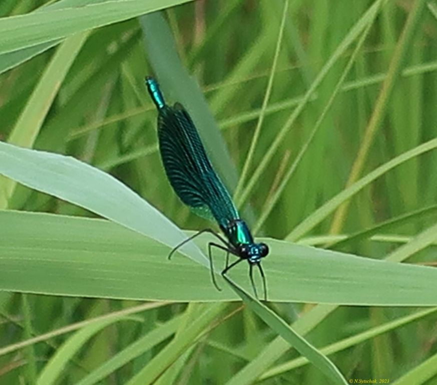 Calopteryx splendens (Harris, 1782)