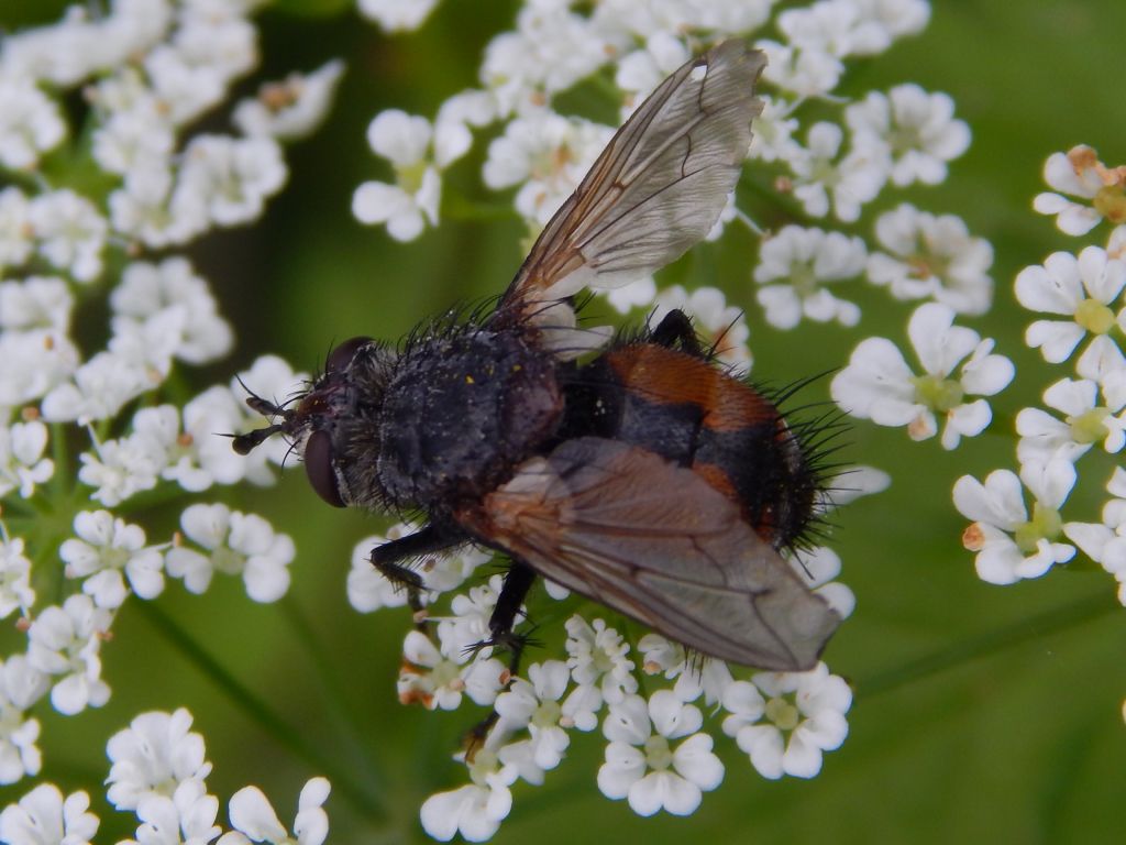 Tachinidae Robineau-Desvoidy, 1830